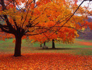 09 Fall Leaves